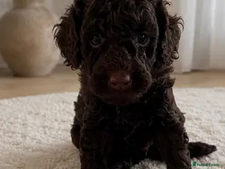 Miniature Poodle dogs 🤎 BEAUTIFUL CHOCOLATE MINIATURE POODLE BOYS 🤎 - Advert 3