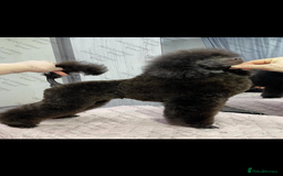 Cavapoo dogs for sale: 🐩 Stunning Chocolate KC Poodle – Lorde– 🐩 - Image 3