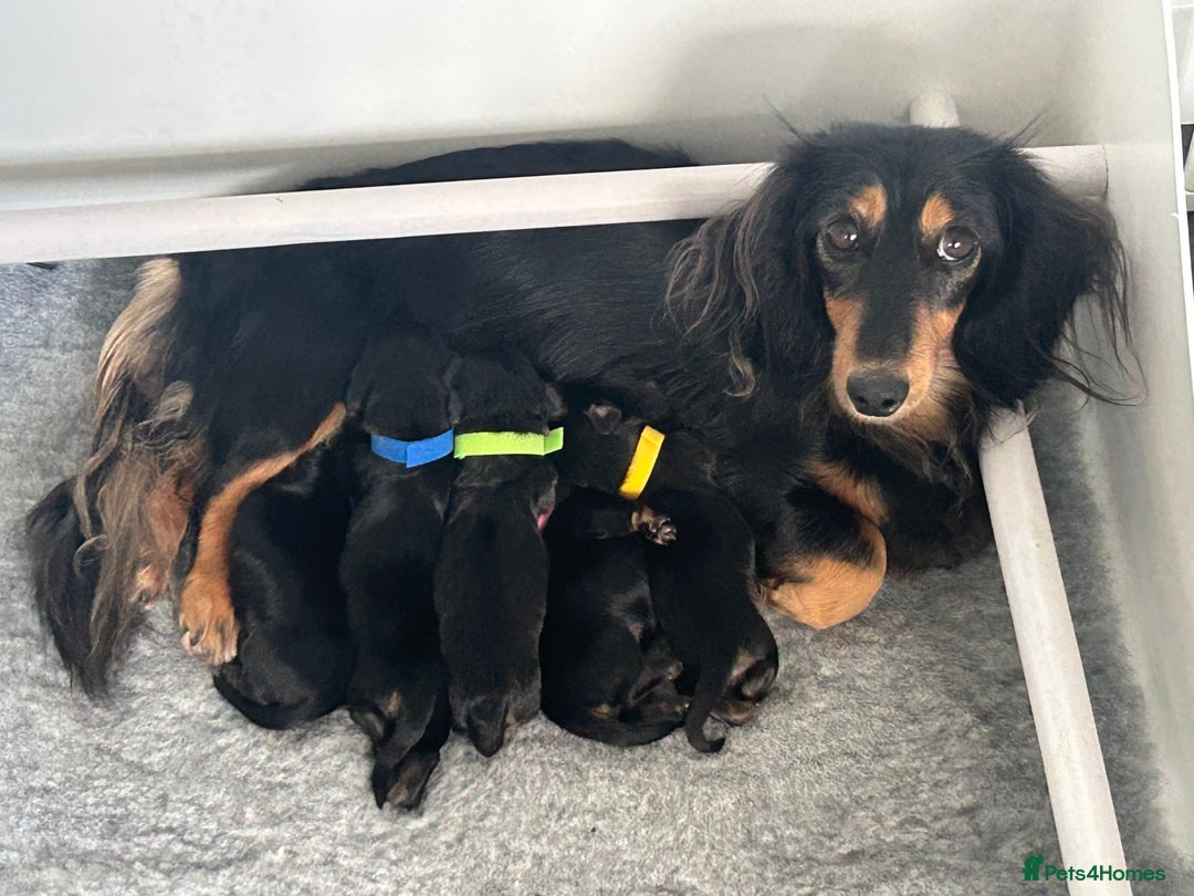 Miniature Dachshund dogs for sale: Black and Tan Miniature Daschund  - Advert 3