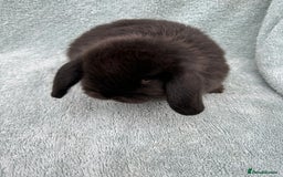 Mini Lop rabbits for sale: Gorgeous Purebred minilops - Image 3
