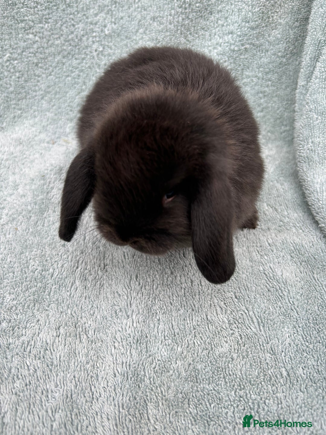 Mini Lop rabbits for sale: Gorgeous Purebred minilops - Image 3