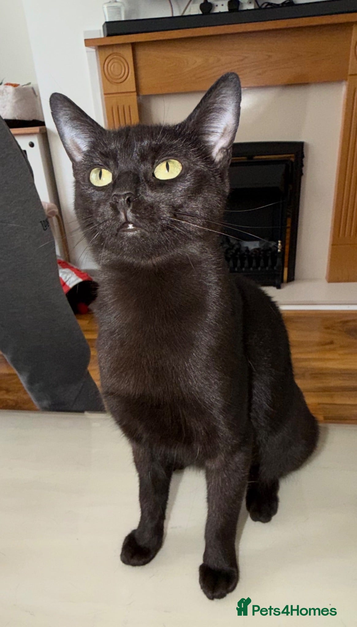 Mixed Breed cats Two Maine coon cross tabby kitten  - Advert 1