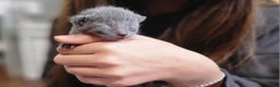 Russian Blue cats for sale: Pure Russian Blue kittens for sale  - Advert 8