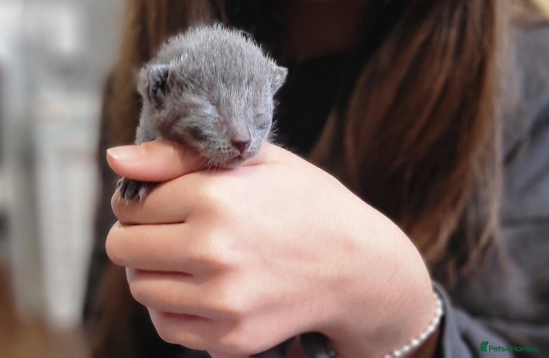 Russian Blue cats for sale: Pure Russian Blue kittens for sale  - Advert 8