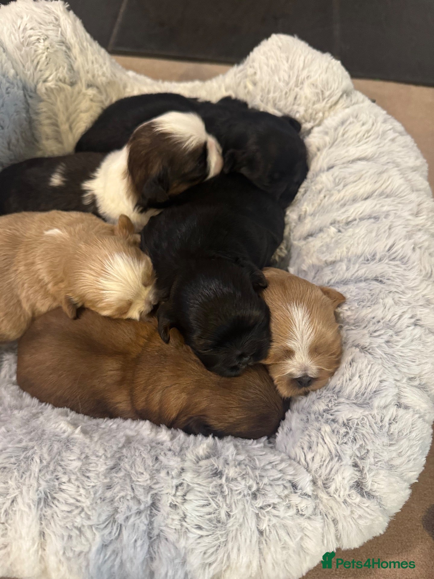 Shih Tzu dogs for sale: 🐾GORGEOUS KARASHISHI IMPERIAL SHIH TZU PUPPIES ✨ - Advert 2