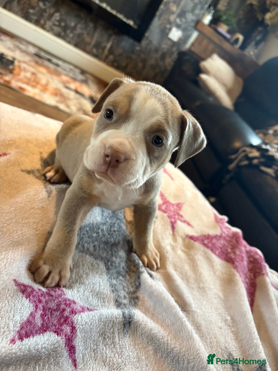 American Bully dogs for sale: American bully standard puppies  - Advert 2