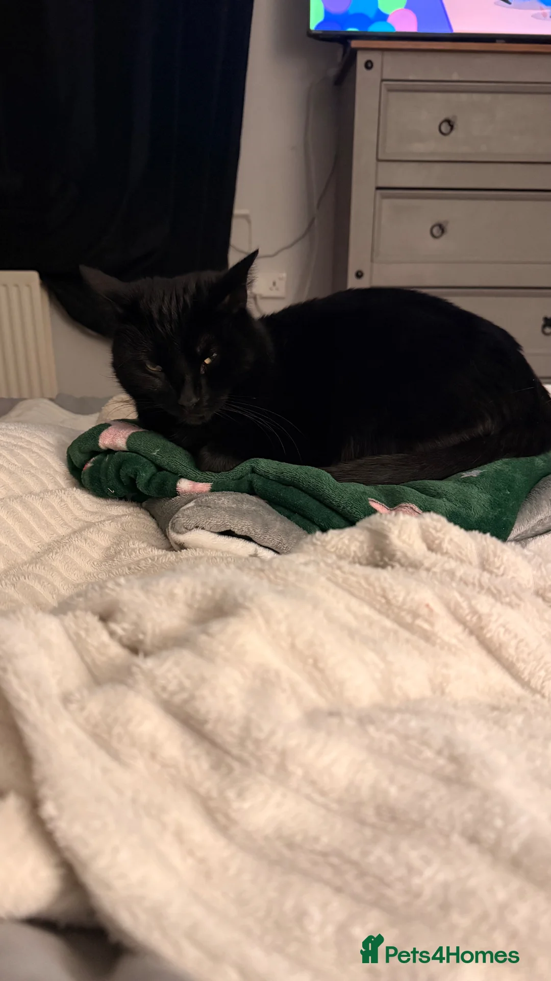 Mixed Breed cats for sale: Male house cat for Sale - Advert 4