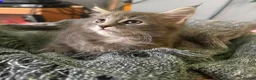 Maine Coon cats for sale: Beautiful Maine Coon kittens **READY NOW*** - Advert 6