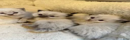 Ragdoll cats for sale: 3 gorgeous blue point male ragdolls. Ready now.  - Advert 21