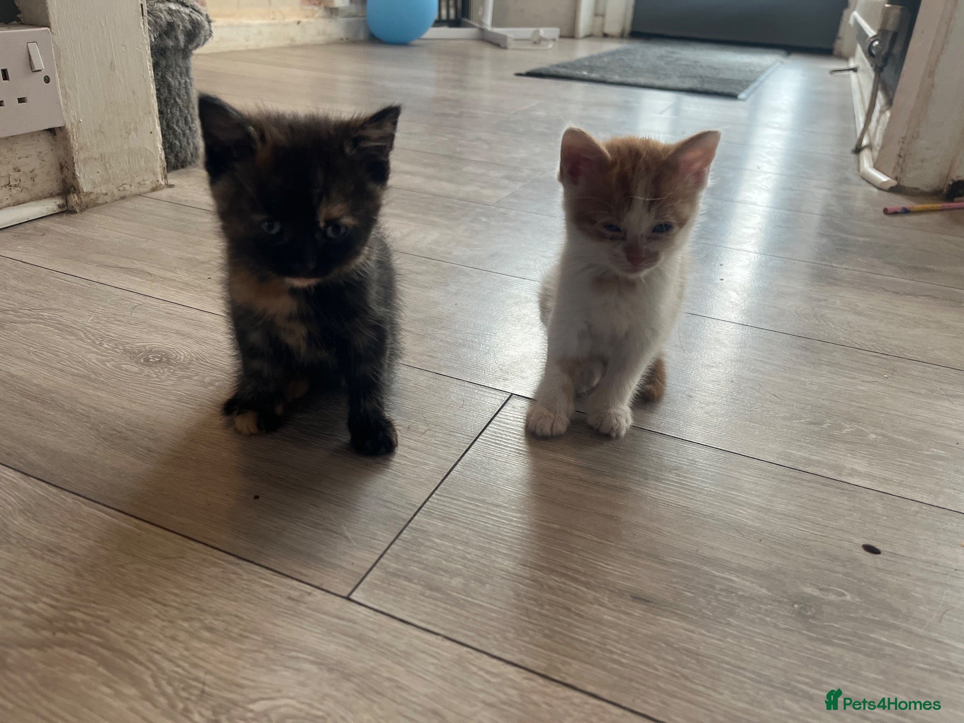 Mixed Breed cats Long haired ginger females kittens - Advert 14