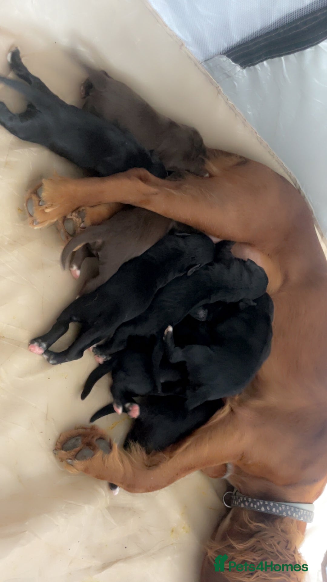 Mixed Breed dogs for sale: Border Collie Cocker puppies - Image 2
