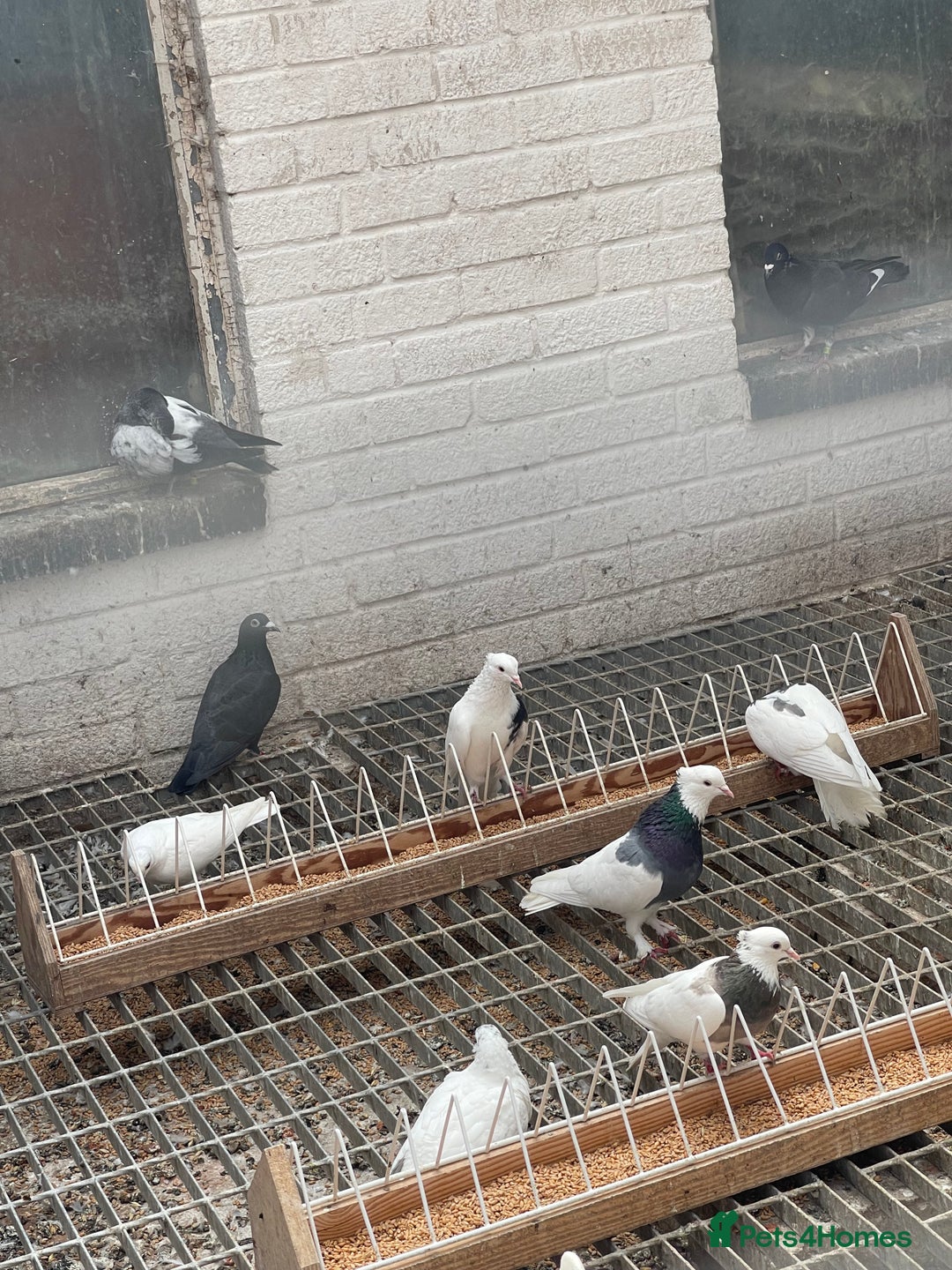 Pigeons birds for sale: Togi breeding pair - Image 4