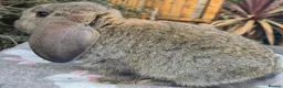 French Lop rabbits for sale:  socilised French Lops - Advert 5
