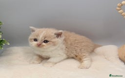 British Shorthair cats for sale: PEDIGREE REGISTERED CHUNKY BRITISH SHORTHAIRS  - Image 30