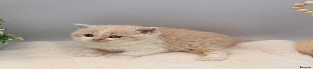 British Shorthair cream bi colour 1