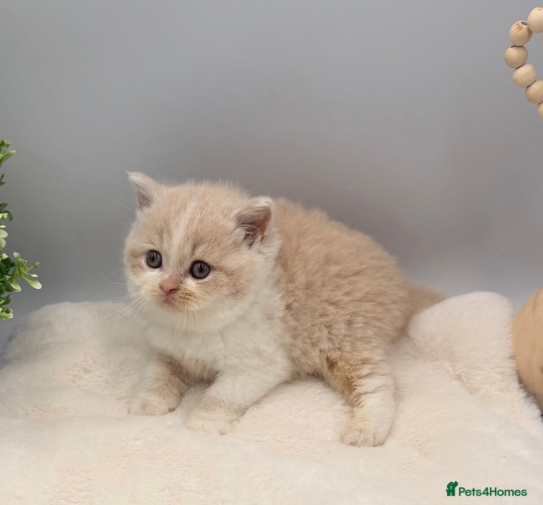 British Shorthair cats for sale: PEDIGREE REGISTERED CHUNKY BRITISH SHORTHAIRS  - Image 30