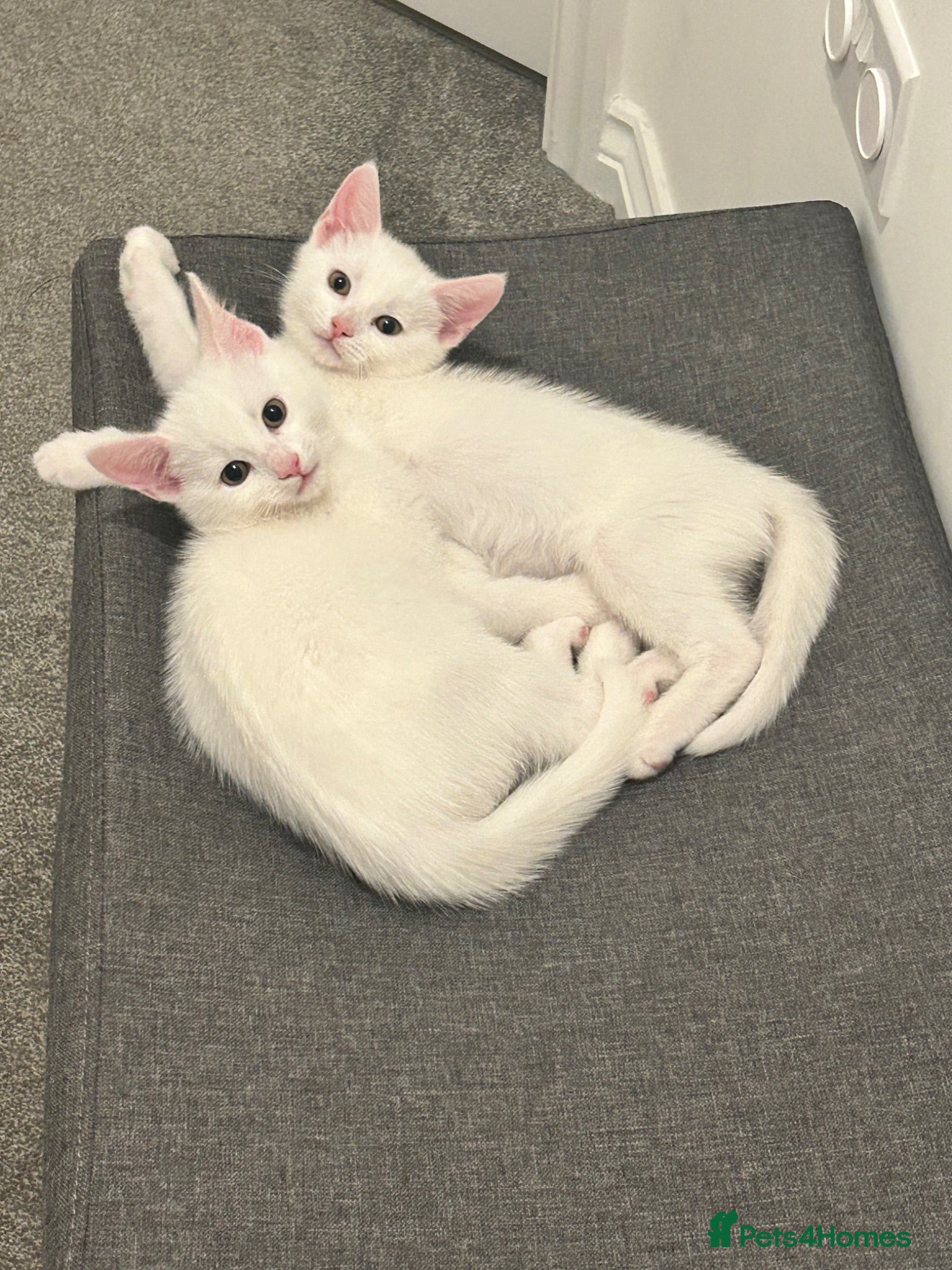 Mixed Breed cats  Very sweet 12 week old kittens to stay together - Advert 12