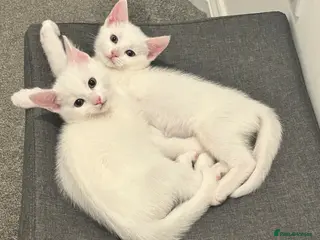 Mixed Breed cats £280 for both. Very sweet 12 week kittens pair - Advert 1