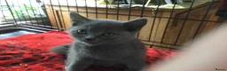 British Shorthair cats for sale: Beautiful British blue kittens  in Welwyn Garden City - Advert 7