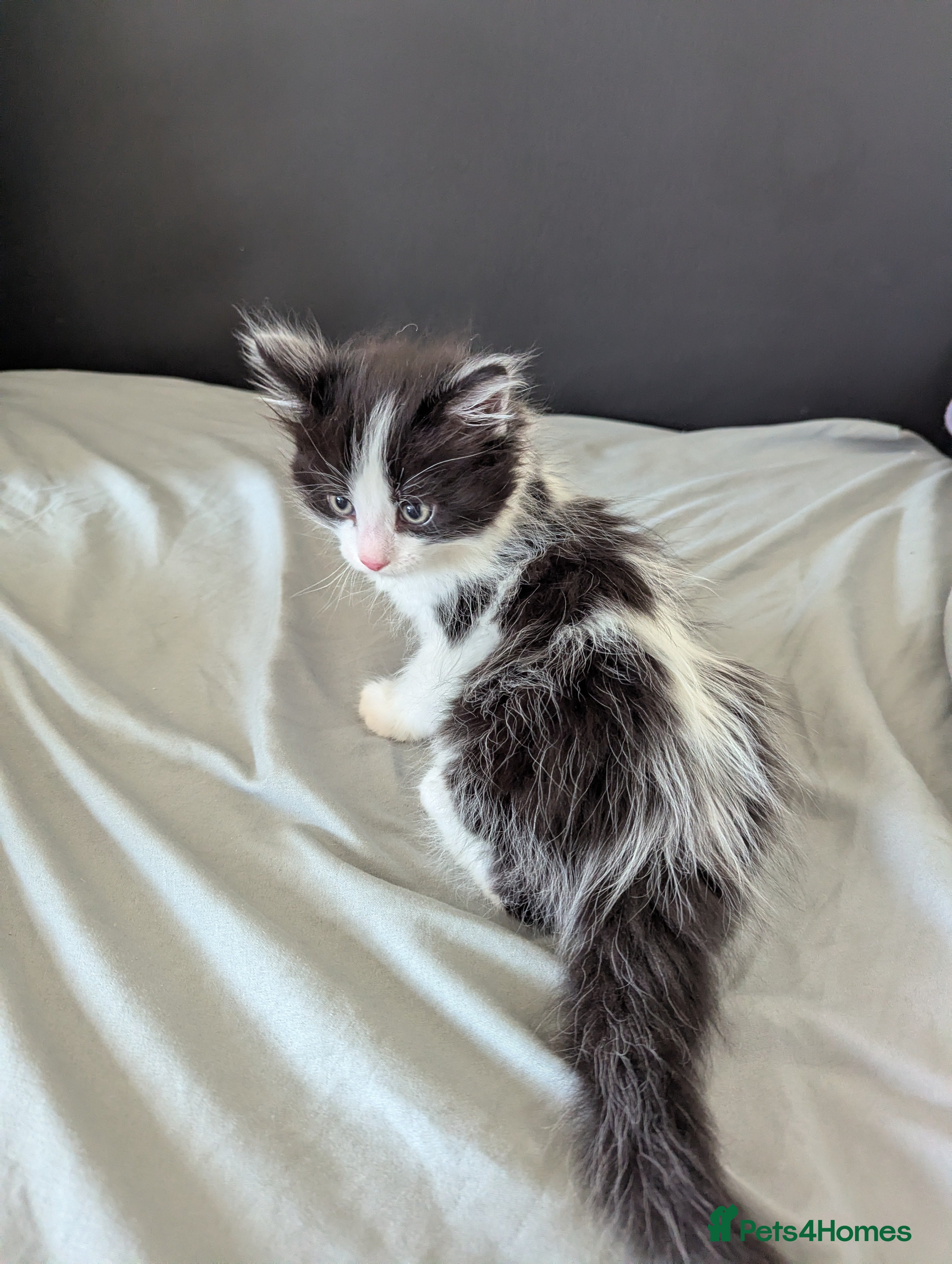 Mixed Breed cats for sale: Cats for sale - Advert 5