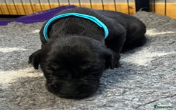 Great Dane dogs for sale: Great Dane pups our own 4th Generation  - Image 10