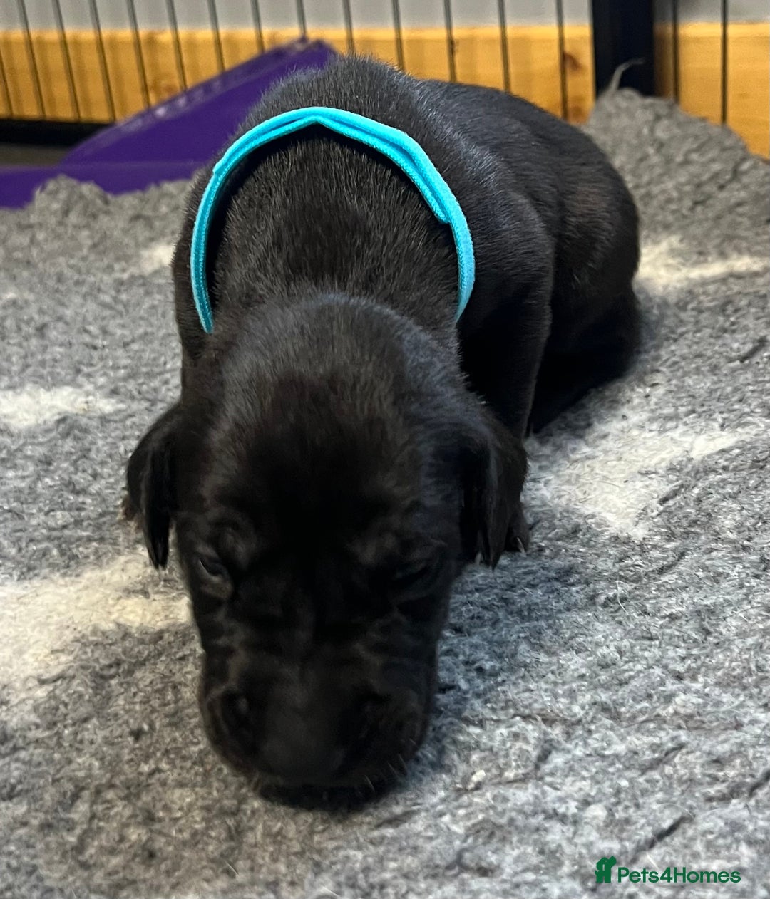 Great Dane dogs for sale: Great Dane pups our own 4th Generation  - Image 10