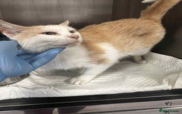 Mixed Breed cats for adoption: 💍Pearl💍is looking for her forever home!  - Image 7