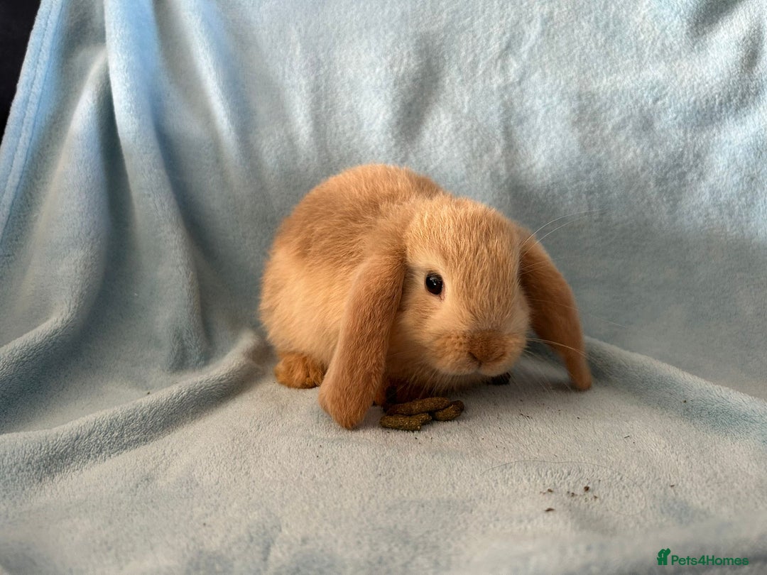 Mini Lop rabbits for sale: Pure Breed Mini Lop baby bunnies ready 1st Aug - Image 26