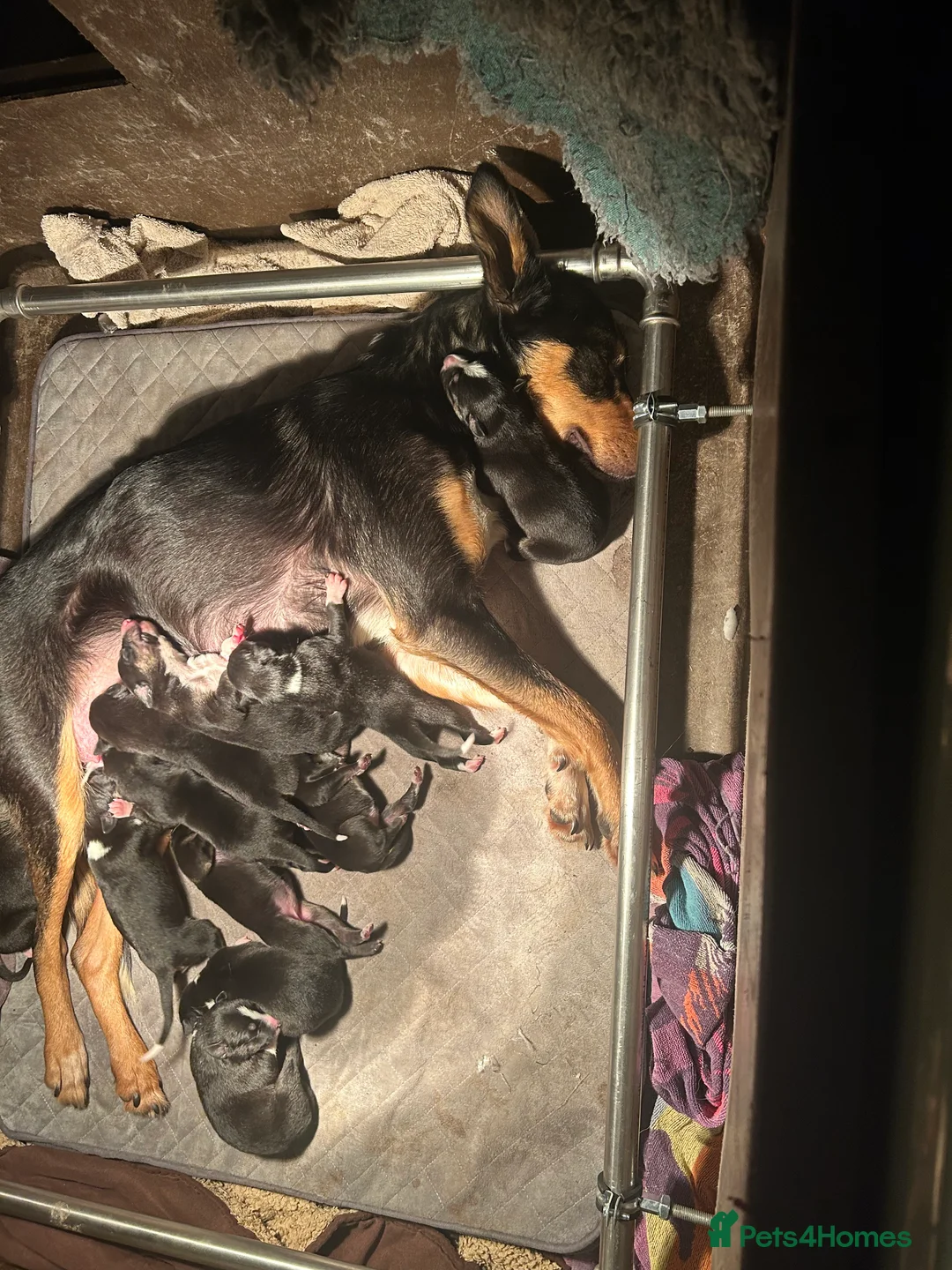 Mixed Breed dogs for sale: Gorgeous collie x Lurcher puppies  - Advert 7