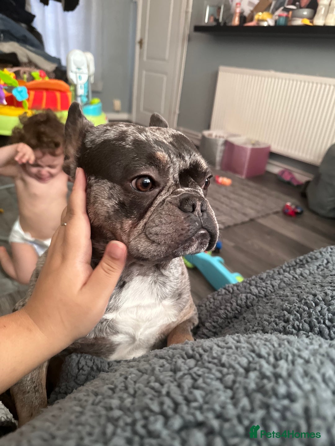 French Bulldog dogs for sale: 3 year old Lilac Merle French Bulldog in Arlesey - Image 3