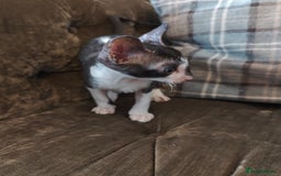 Cornish Rex cats for sale: Cornish Rex kitten  - Image 6