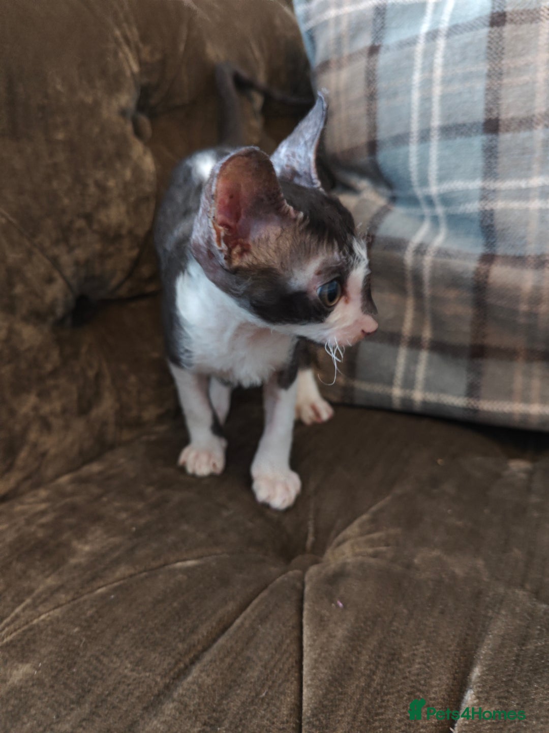 Cornish Rex cats for sale: Cornish Rex kitten  - Image 6