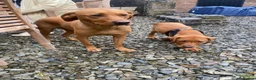 Labrador Retriever dogs for stud: Fox Red Labrador Available for Stud.  - Advert 23