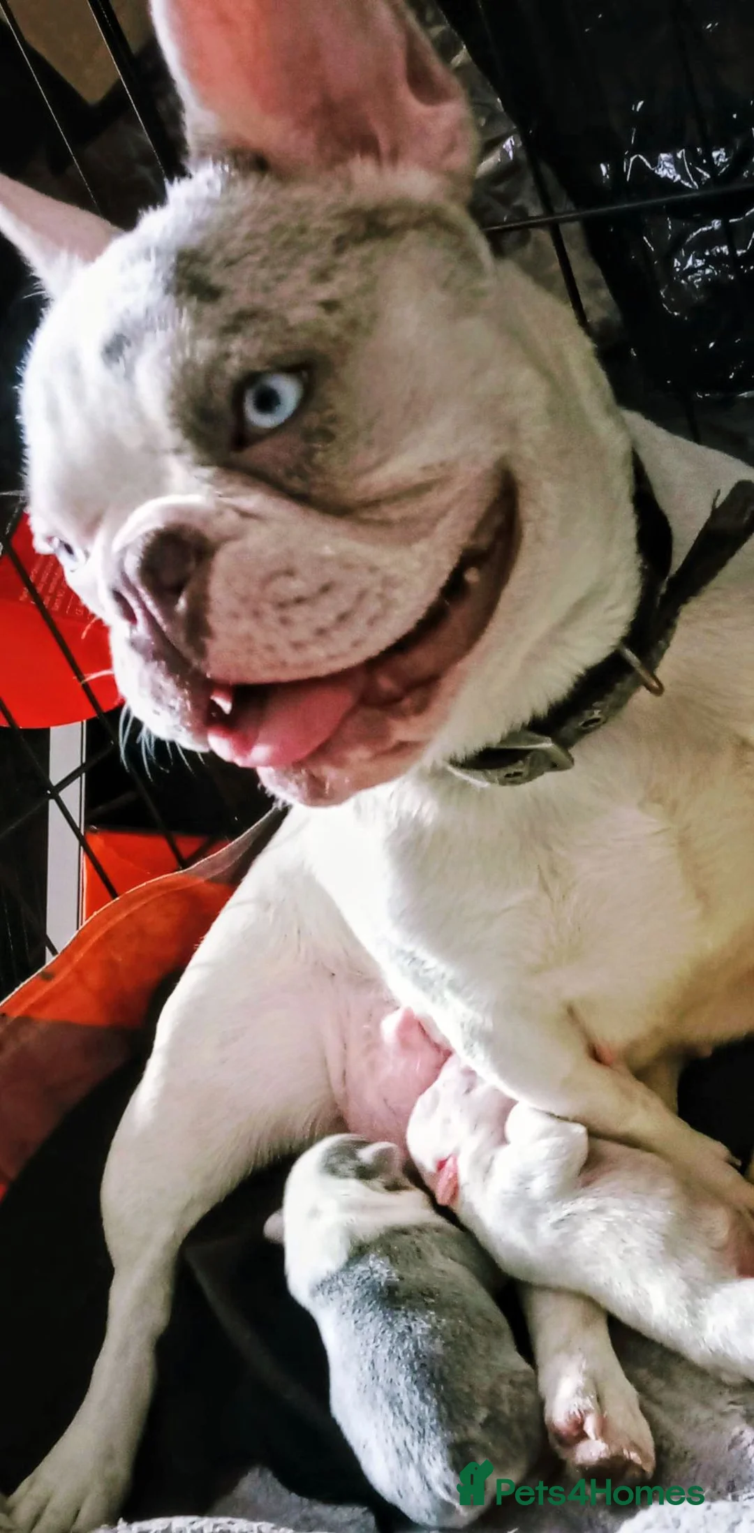 French Bulldog dogs for sale: Beautiful French Bulldog Babies in Darlington - Advert 2