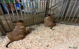 Belgian Shepherd Dog dogs for sale: Dutch herder puppys for sale  - Image 8