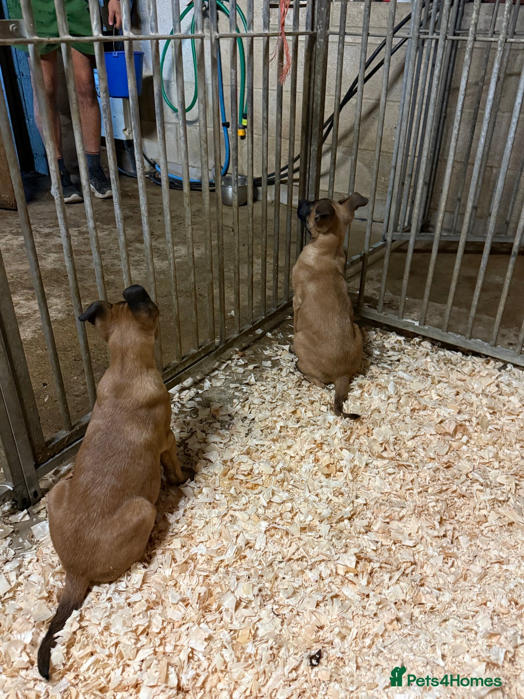 Belgian Shepherd Dog dogs for sale: Dutch herder puppys for sale  - Image 8