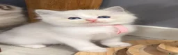 Ragdoll cats for sale: 7 Ragdoll Kittens for Sale - Advert 2