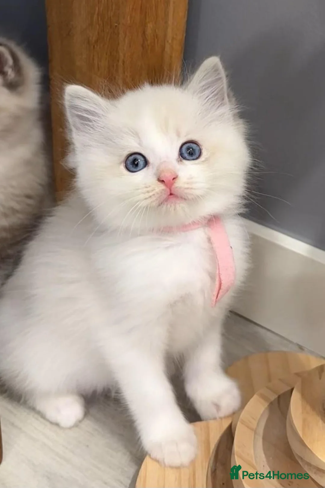 Ragdoll cats for sale: 7 Ragdoll Kittens for Sale - Advert 2