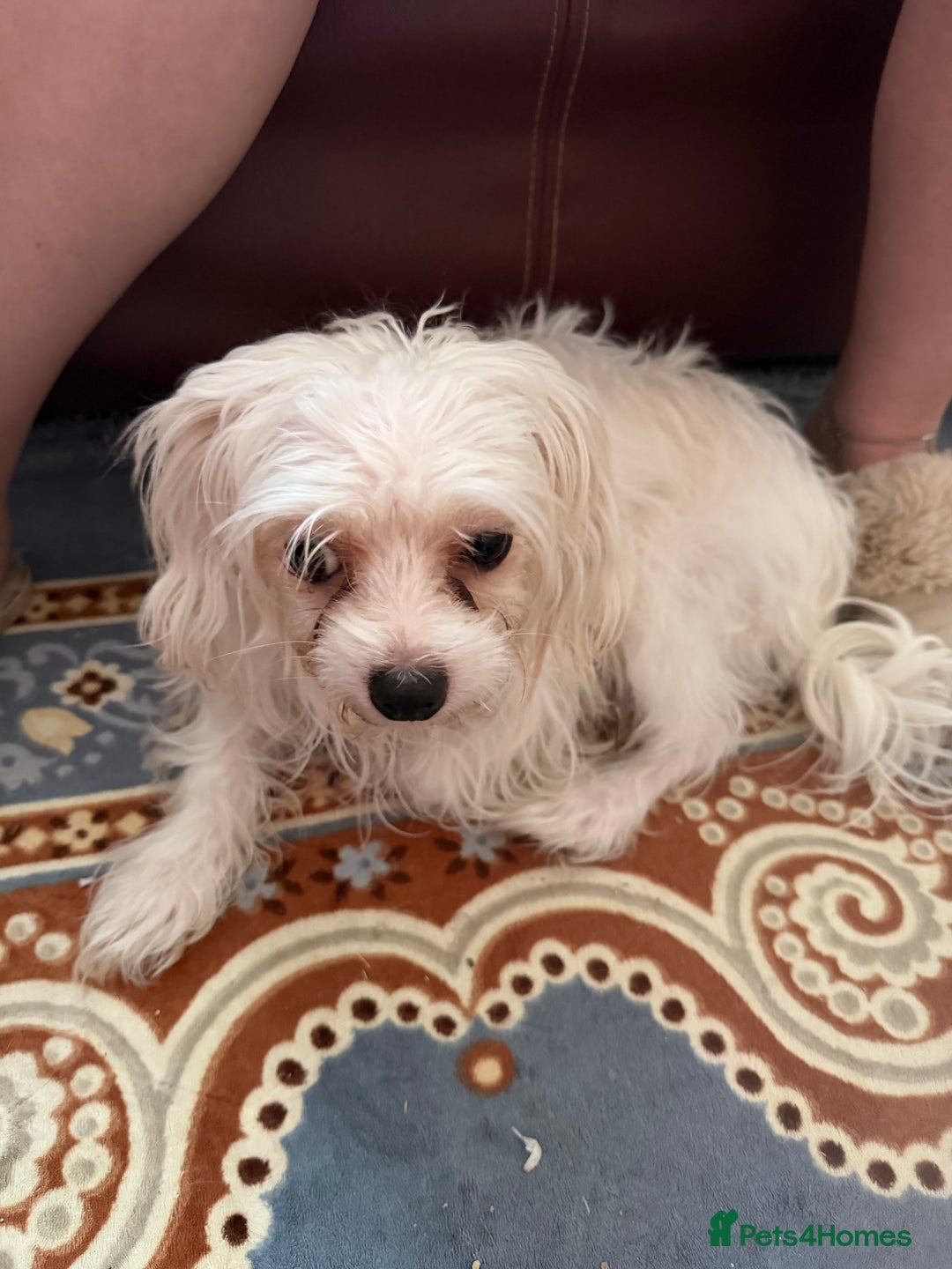 Bichon Frise dogs for sale: KC Registered Pedigree Bichon Frise Puppies - Advert 2