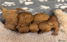 Toy Poodle dogs for sale: KC Registered Red Toy Poodle Puppies - Image 8