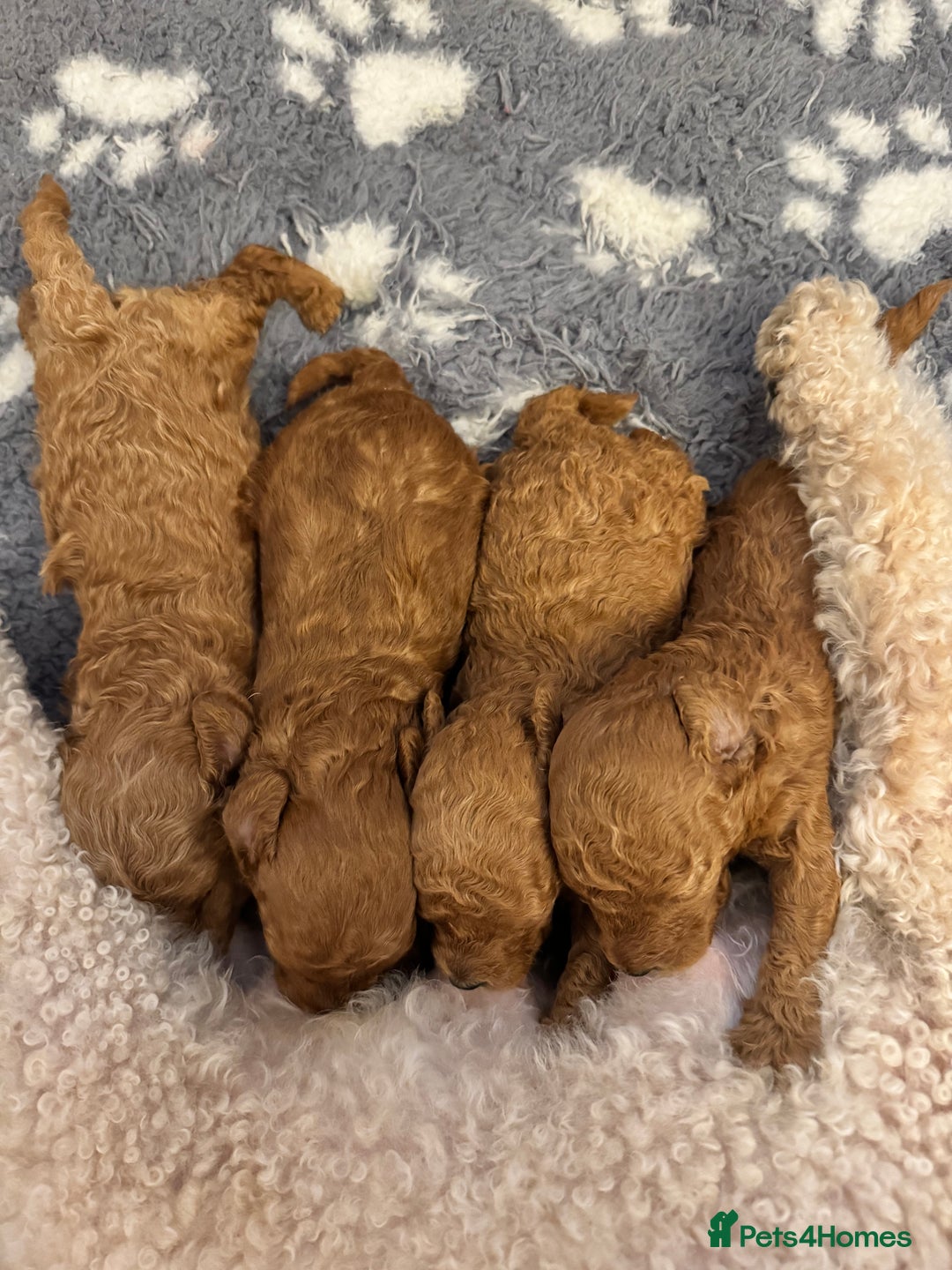 Toy Poodle dogs for sale: KC Registered Red Toy Poodle Puppies - Image 8
