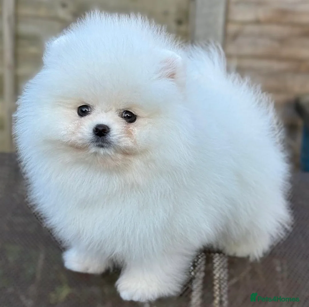 Pomeranian dogs for stud: Pierre stunning white TINY teddy Pom STUD ONLY in Romford - Advert 5