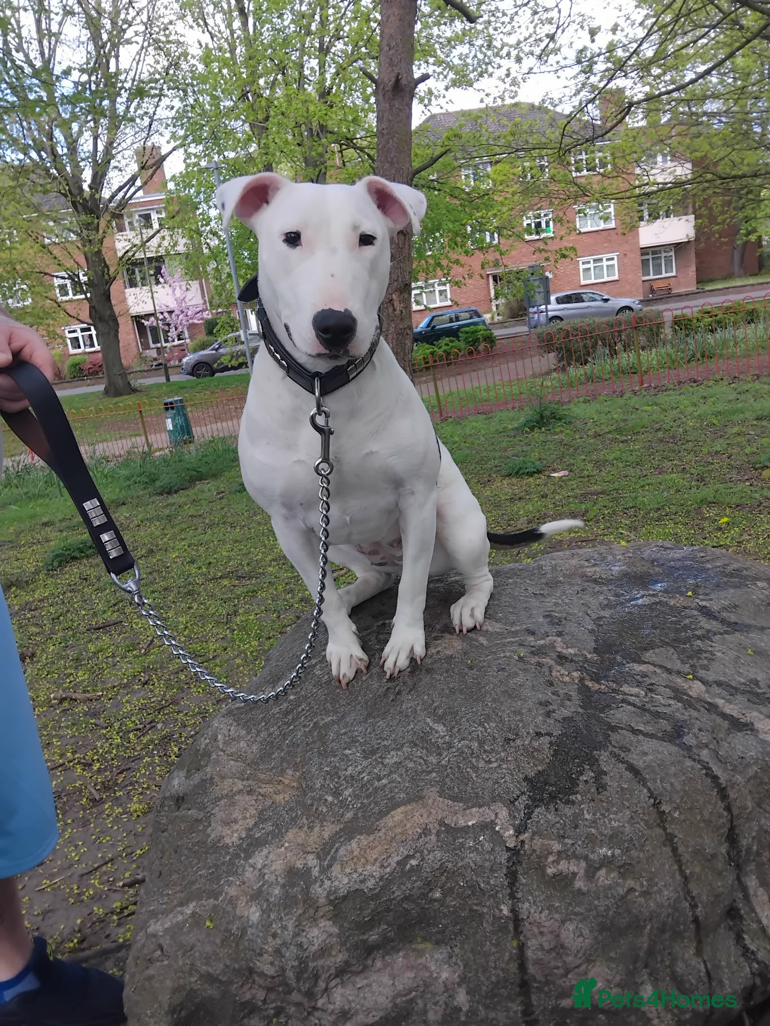 Mixed Breed dogs Ivy 10 month old English bull terrier cross  - Advert 2