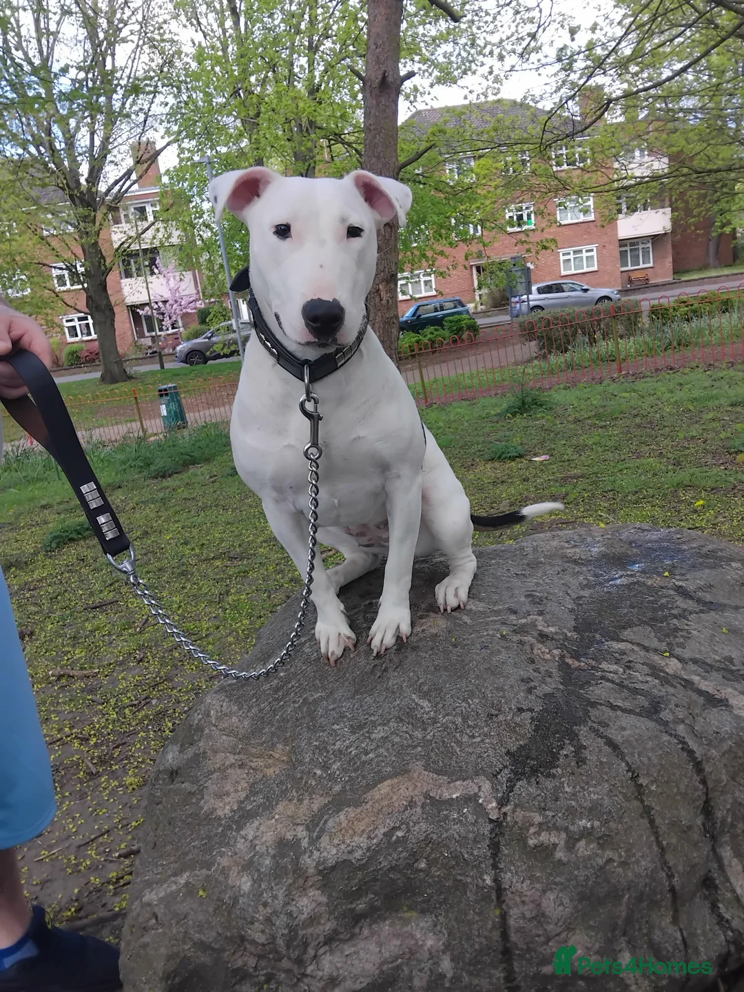 Mixed Breed dogs for sale: Ivy 10 month old English bull terrier cross  in Cambridge - Advert 1
