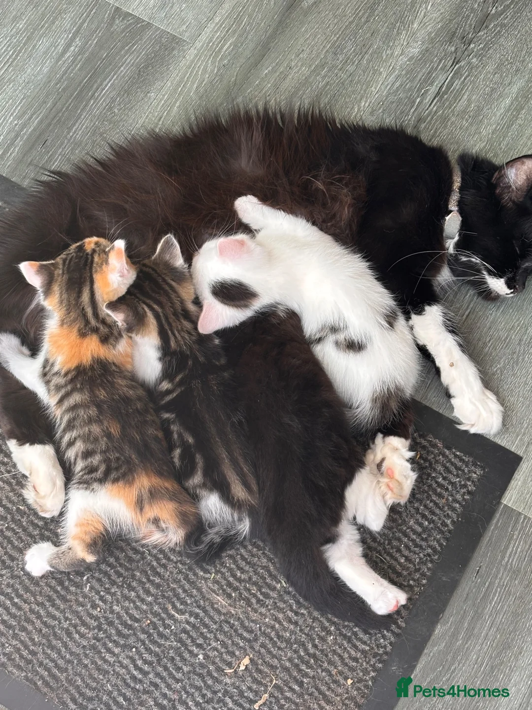 Mixed Breed cats for sale: 4 bouncy, happy kittens - Advert 2