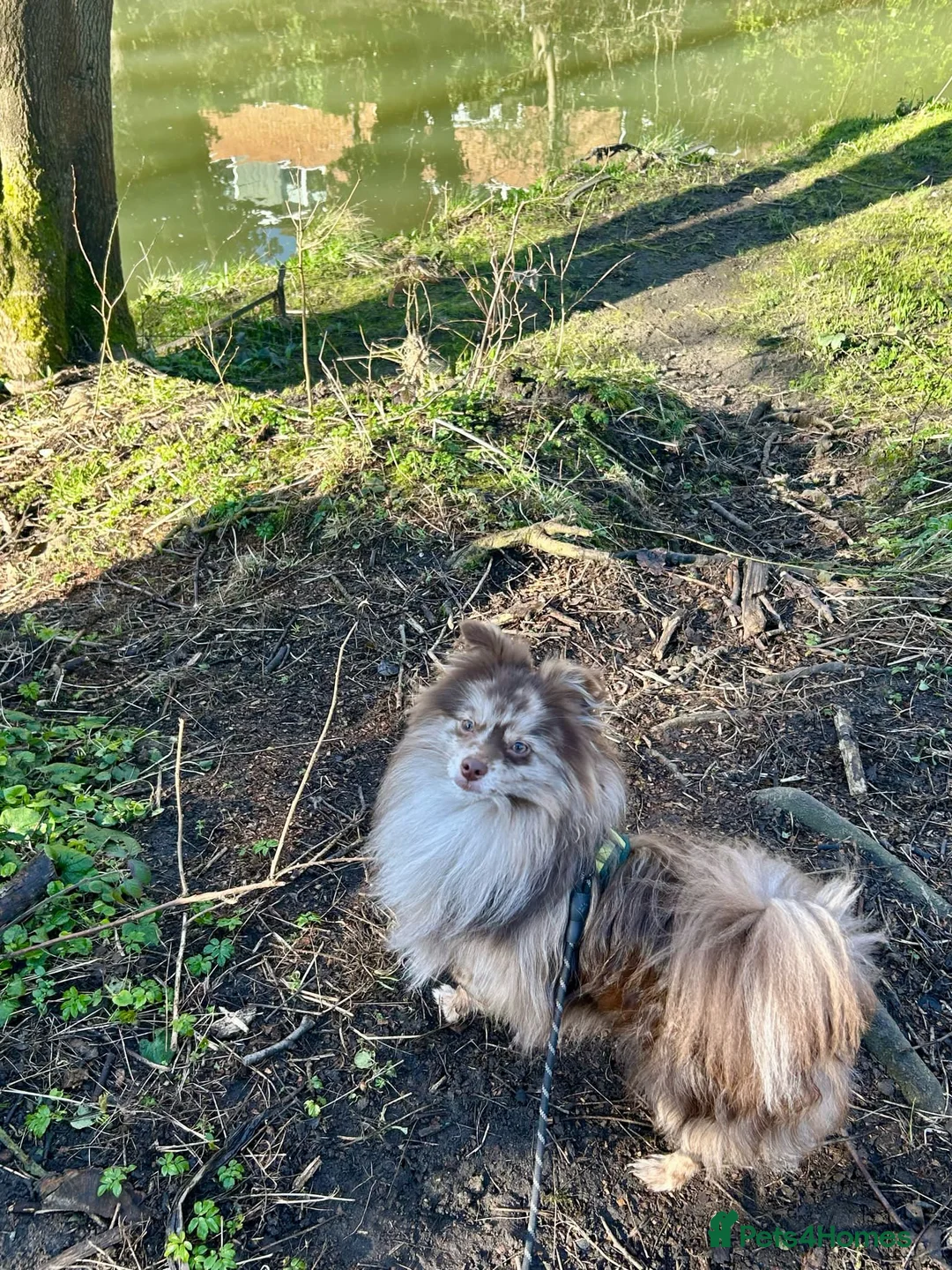 Pomeranian dogs for stud: Rare Merle Pomeranian For Stud Derbyshire in Chesterfield - Advert 7