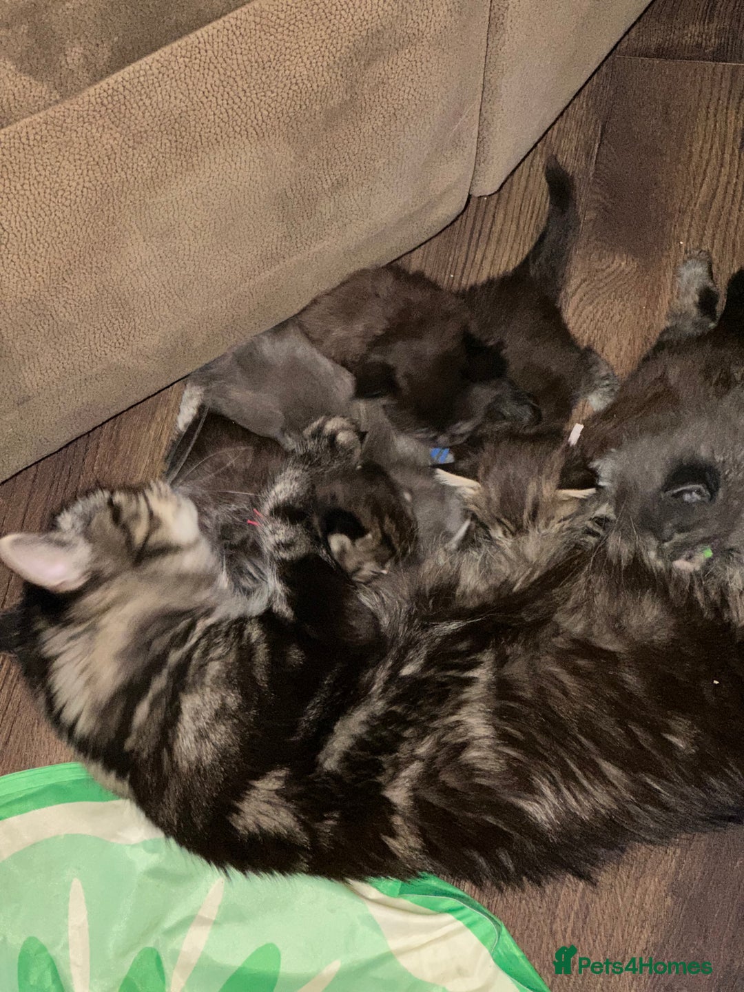 Maine Coon cats for sale: Main coon - Image 15