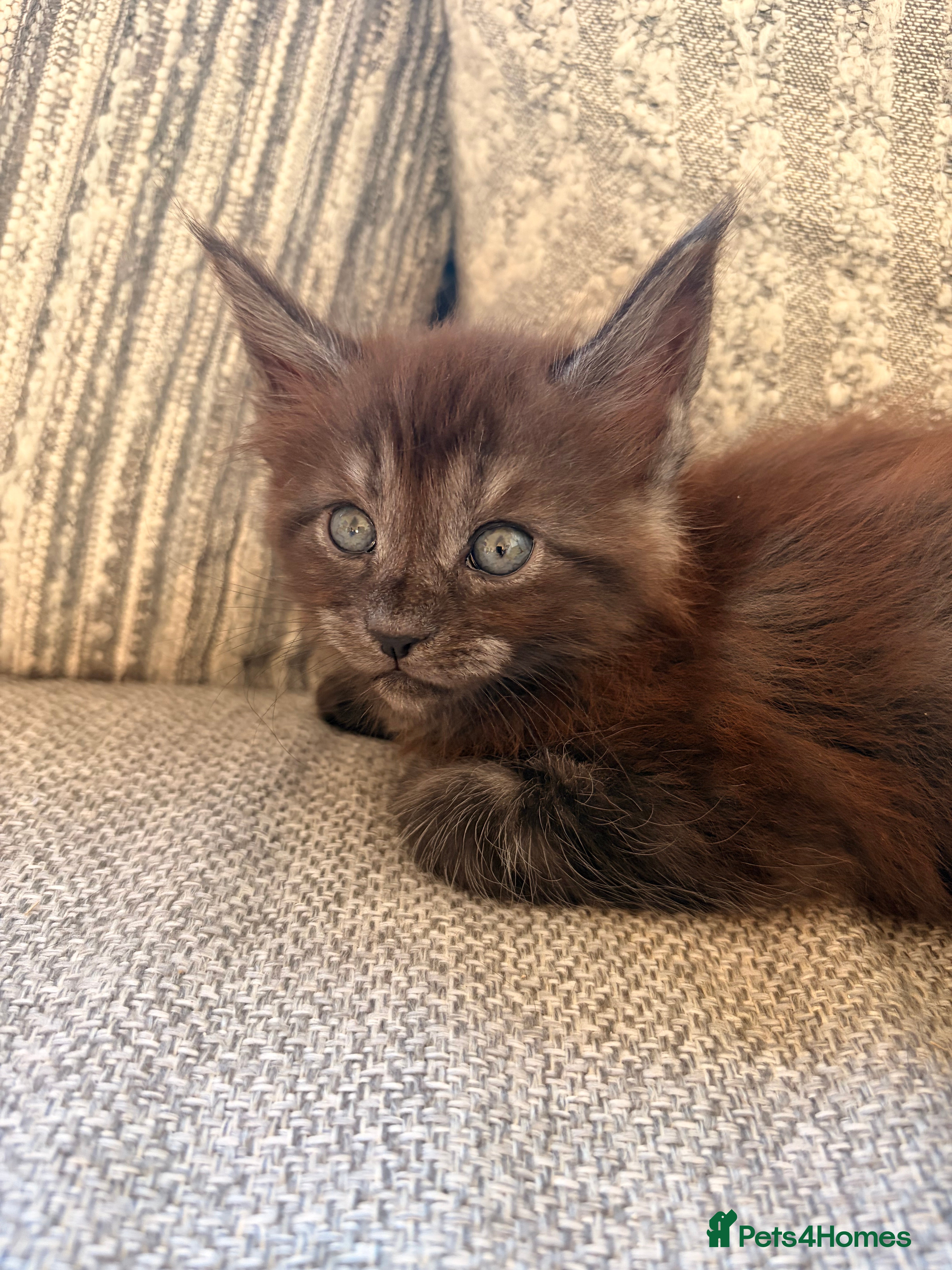 Maine Coon cats Maine coon kittens ready to reserve  - Advert 2