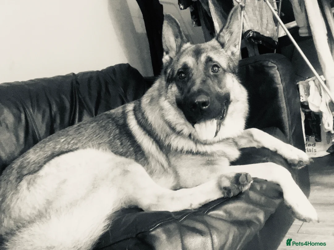 German Shepherd dogs for sale: Ted age 5  in Stowmarket - Advert 2