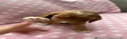 Cockapoo dogs for sale: Extensively Health Tested Parents! Beautiful! - Advert 9